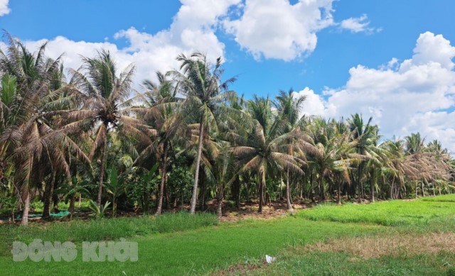 Nghiên cứu, có giải pháp phòng trừ sâu đầu đen hiệu quả